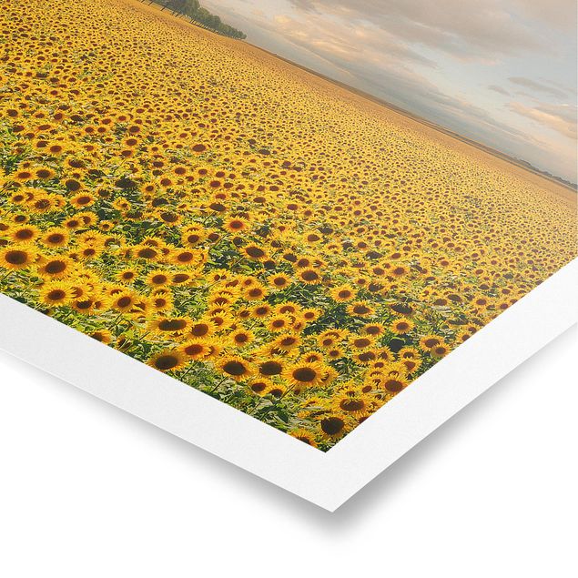 Prints flower Field With Sunflowers