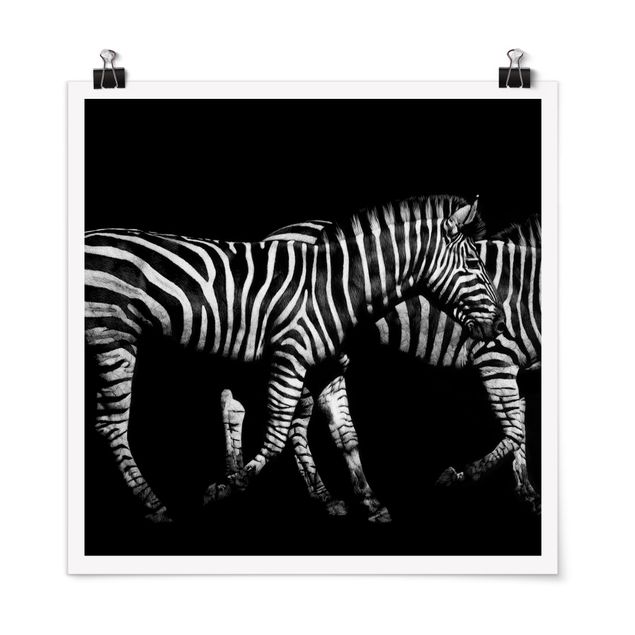 Prints animals Zebra In The Dark