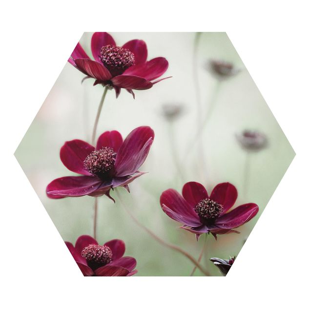 Forex prints Pink Cosmos Flower
