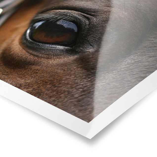 Prints brown Horse Eye