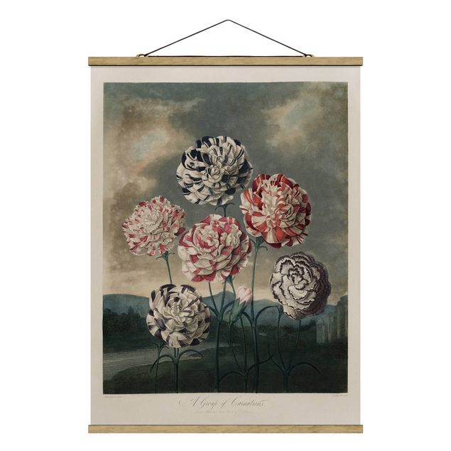 Floral prints Botany Vintage Illustration Blue And Red Carnations