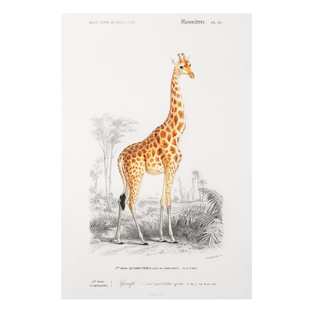Giraffe art Vintage Board Giraffe