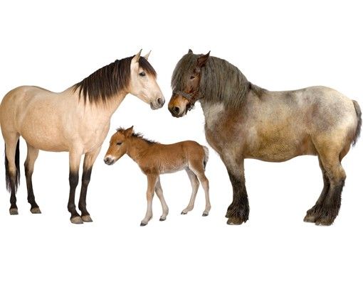 Animal print wall stickers No.999 The Horse Family