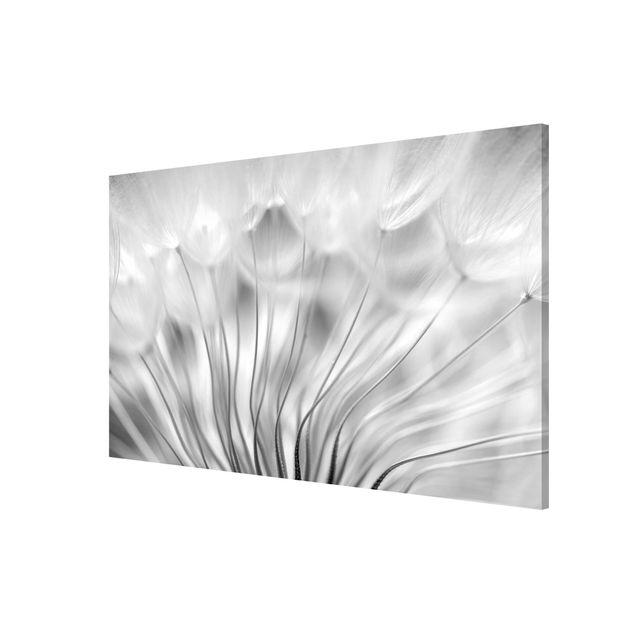 Prints floral Beautiful Dandelion Black And White