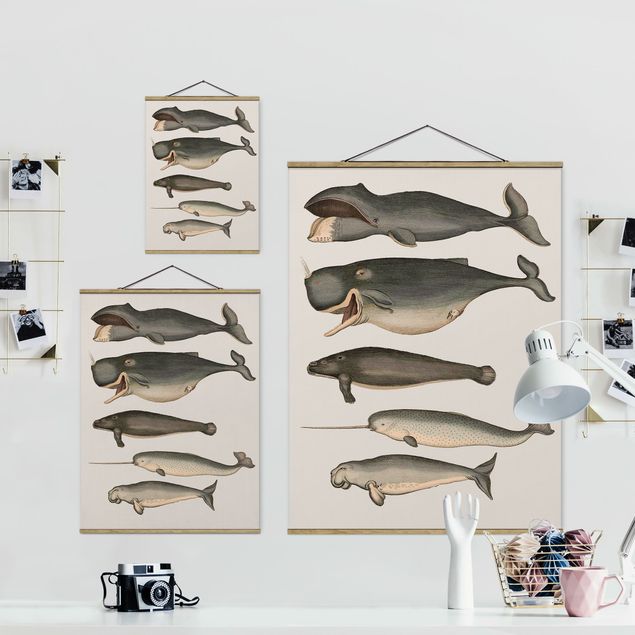 Grey prints Five Vintage Whales