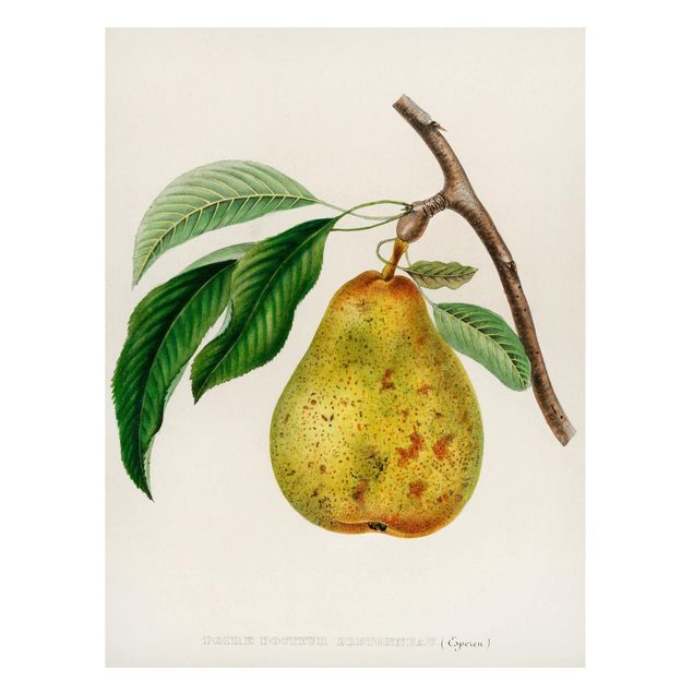 Fruit wall art Botany Vintage Illustration Yellow Pear
