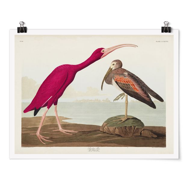 Sea prints Vintage Board Red Ibis