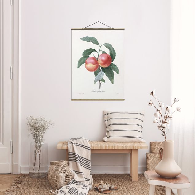 Prints vintage Botany Vintage Illustration Peach