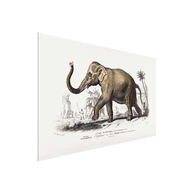 Glass prints landscape Vintage Board Elephant