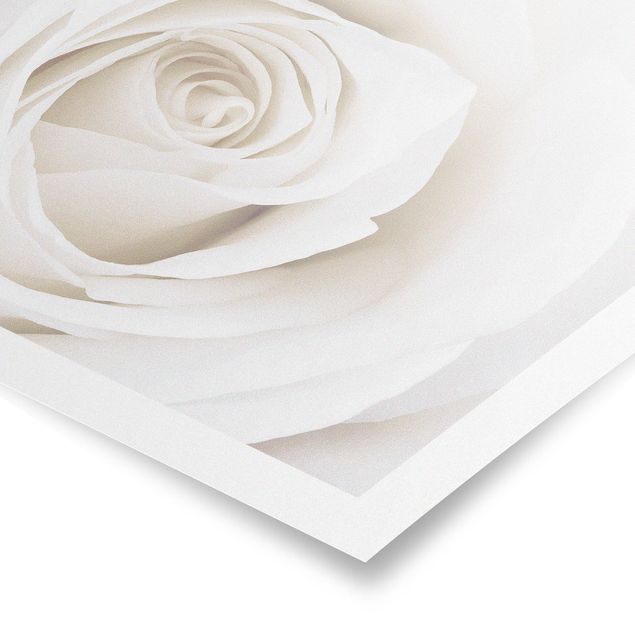 Prints Pretty White Rose