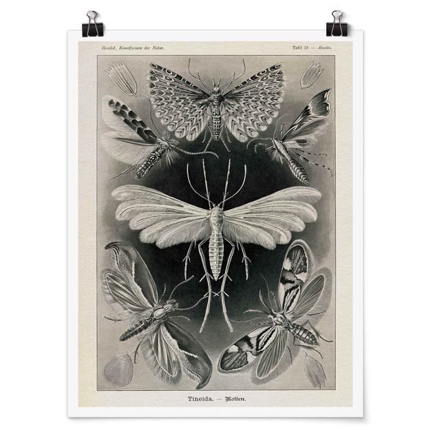 Animal wall art Vintage Board Moths And Butterflies