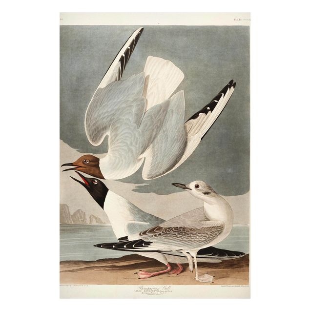 Landscape canvas prints Vintage Board Bonaparte Gull