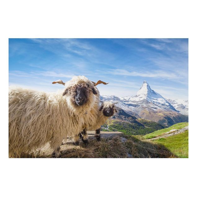 Landscape wall art Blacknose Sheep Of Zermatt