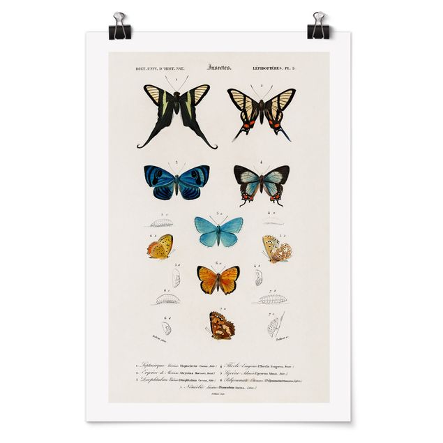 Animal canvas Vintage Board Butterflies I