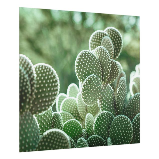 Glass splashback kitchen Cacti