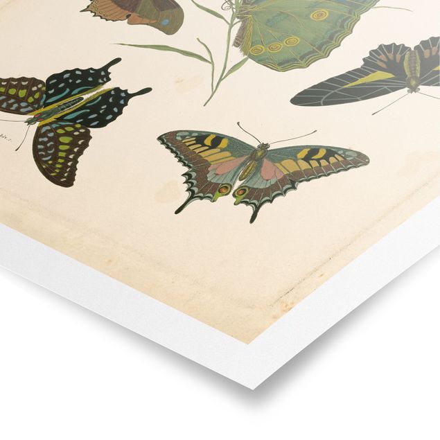 Retro photo prints Vintage Illustration Exotic Butterflies