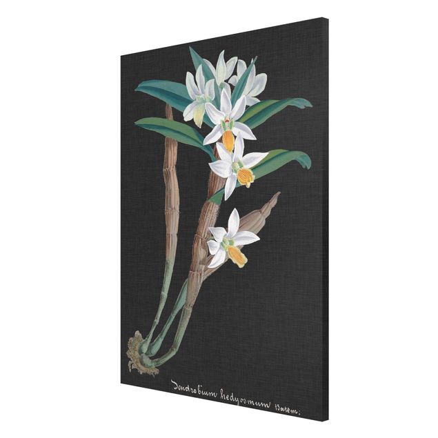 Magnet boards flower White Orchid On Linen I