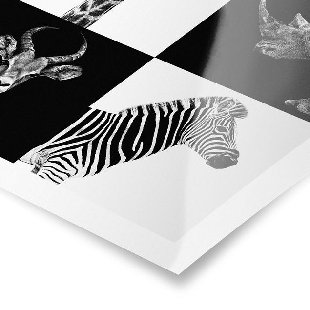 Posters black and white Safari Quartet