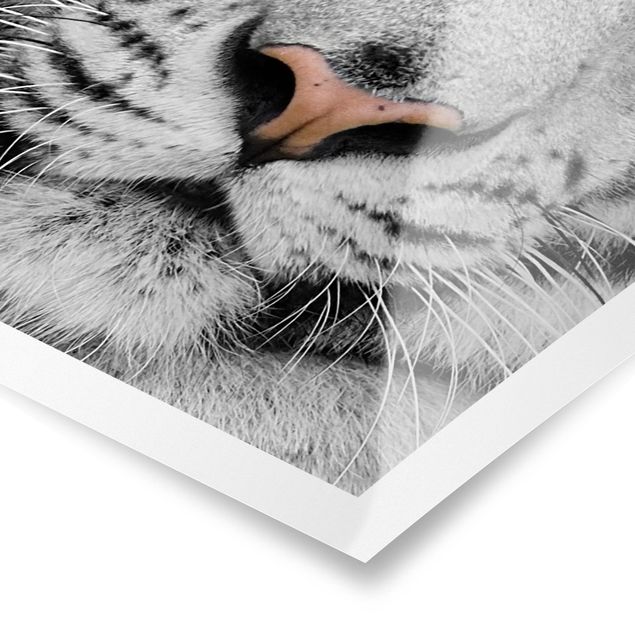 Black and white wall art White Tiger
