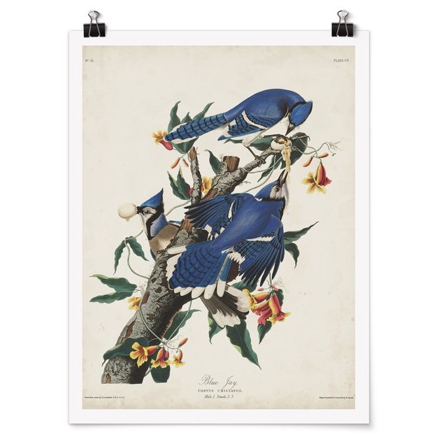 Prints floral Vintage Board Blue Jays