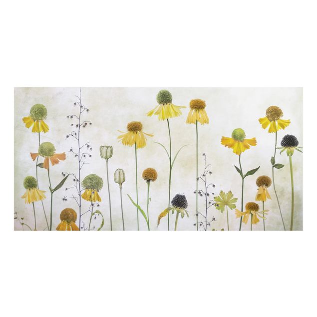 Glass Splashback - Delicate Helenium Flowers - Landscape 1:2