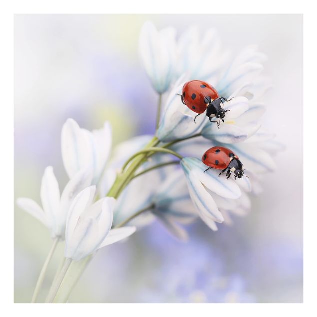 Glass splashbacks Ladybug On Flowers