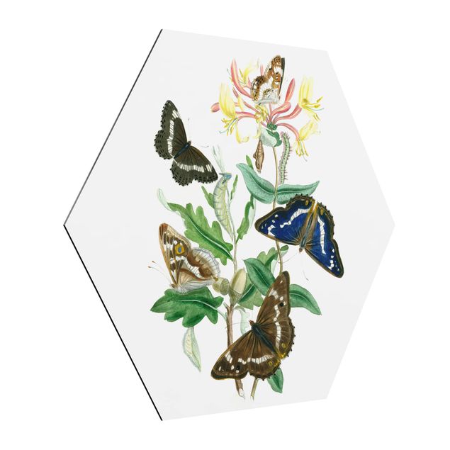 Prints animals British Butterflies IV