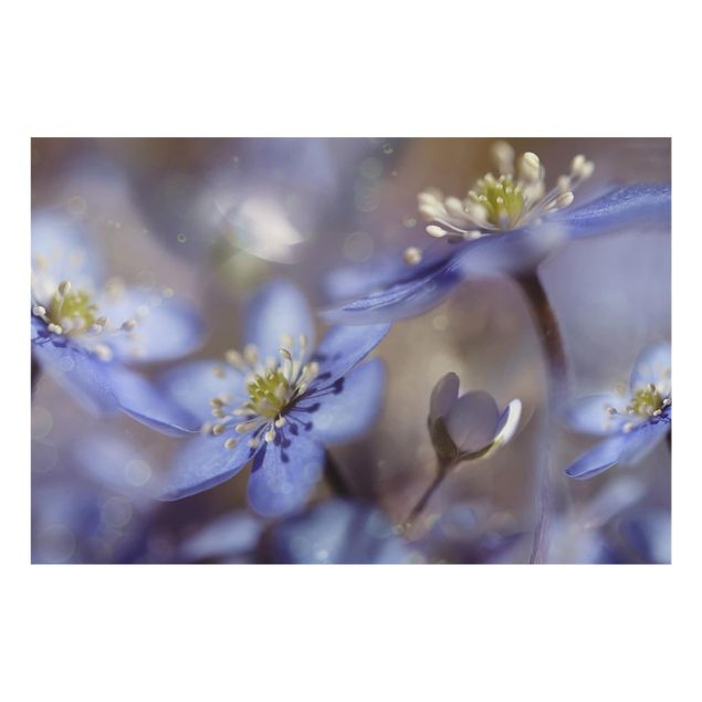 Glass Splashback - Anemones In Blue - Landscape 2:3