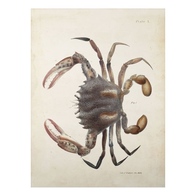 Prints vintage Vintage Illustration Crab