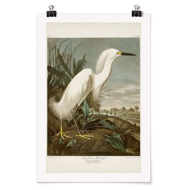 Sea life prints Vintage Board White Heron I