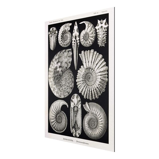 Animal wall art Vintage Board Fossils Black And White