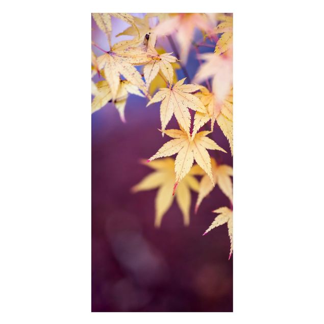Magnet boards flower Autumn Maple Tree