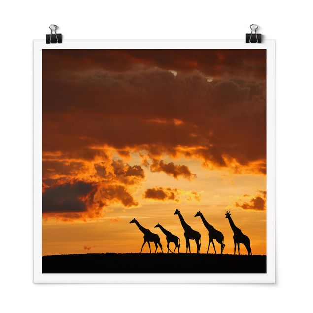 Animal wall art Five Giraffes