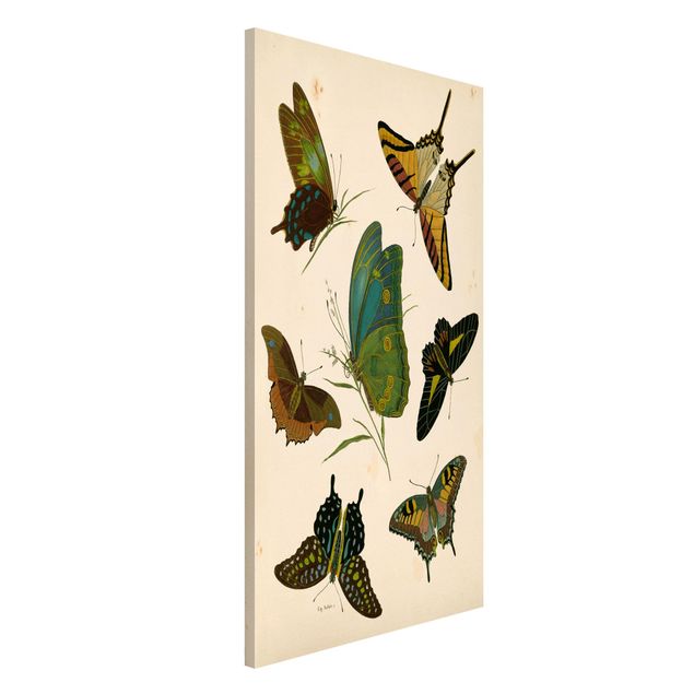 Kitchen Vintage Illustration Exotic Butterflies