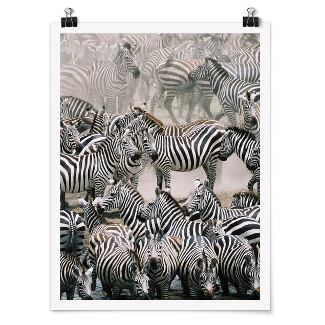 Posters black and white Zebra Herd