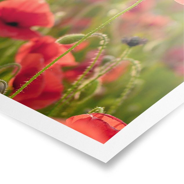 Prints modern Poppy Field In Sunlight