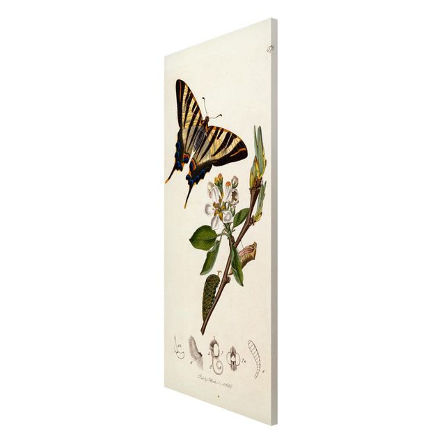 Butterfly art print John Curtis - A Scarce Swallow-Tail Butterfly