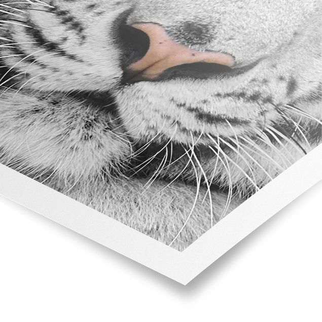 Prints modern White Tiger