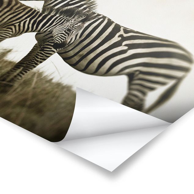 Prints Zebra Couple