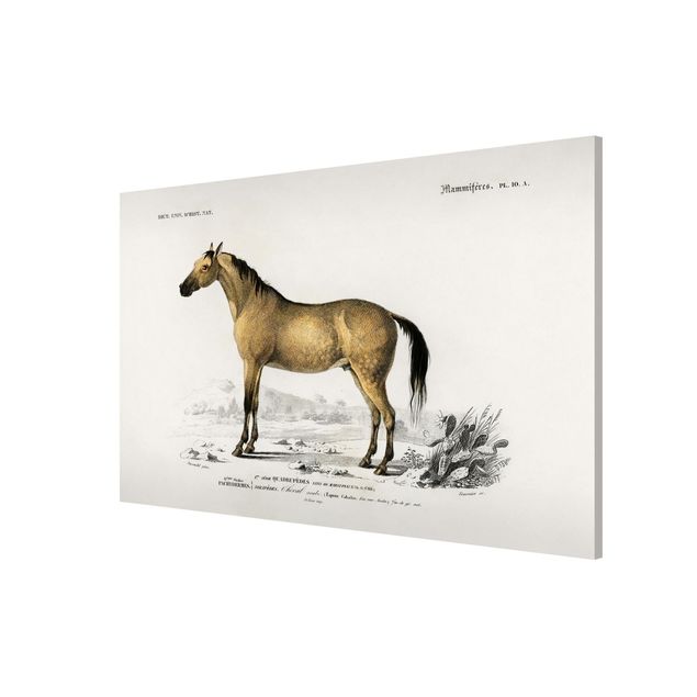 Magnet boards animals Vintage Board Horse