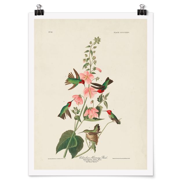 Flower print Vintage Board Colombian Hummingbird