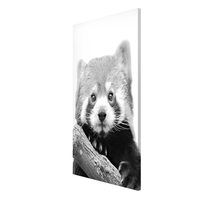 Magnet boards animals Red Panda In Black And White
