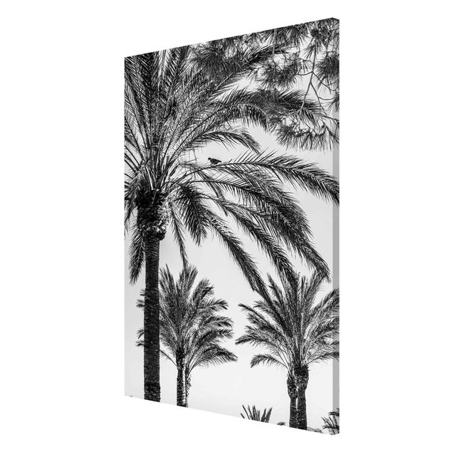 Magnet boards flower Palm Trees At Sunset Black And White