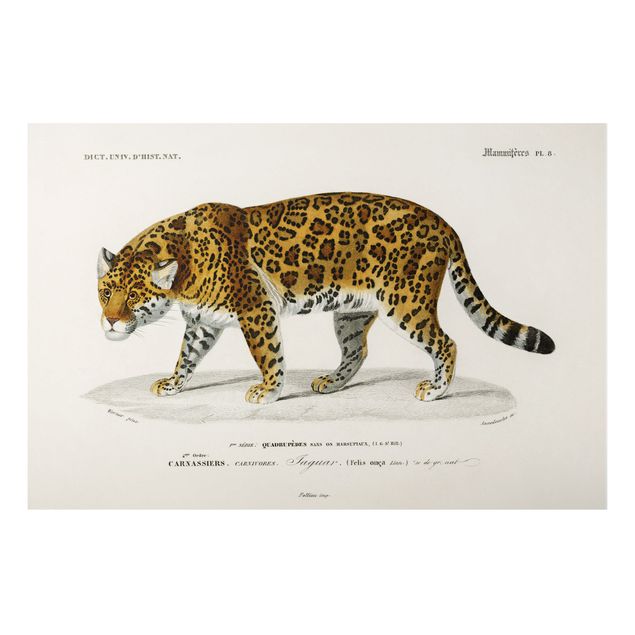Tiger wall art Vintage Board Jaguar