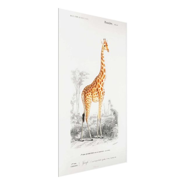 Vintage wall art Vintage Board Giraffe