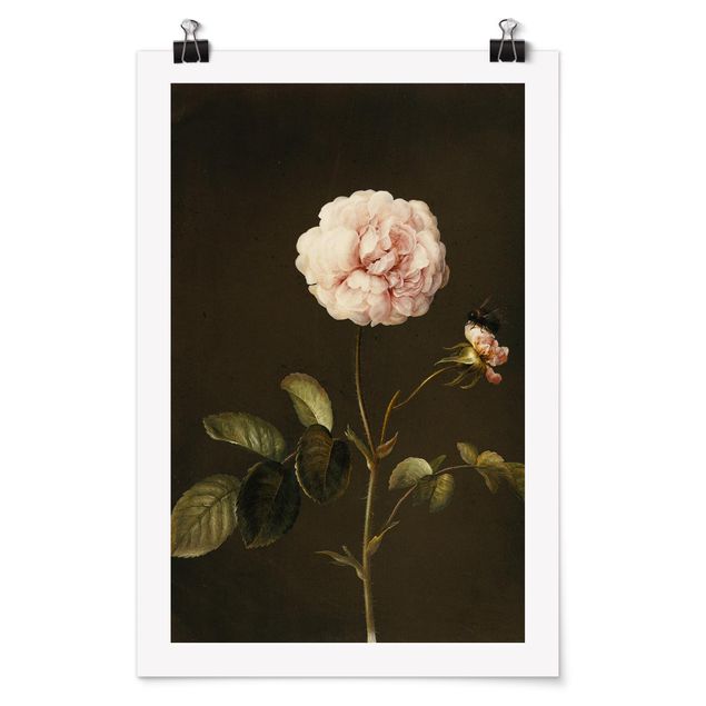 Art posters Barbara Regina Dietzsch - French Rose With Bumblbee