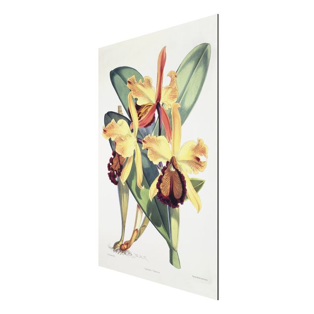 Orchid print Walter Hood Fitch - Orchid