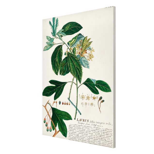 Prints vintage Vintage Botanical Illustration Laurel