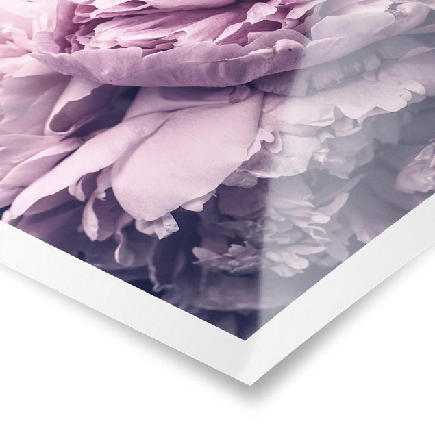 Prints Purple Peony Blossoms