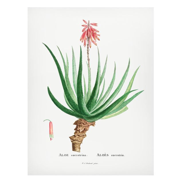 Magnet boards flower Botany Vintage Illustration Aloe Pink Blossom